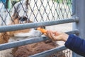 A woman feeds a llama at the zoo through a fence_ Royalty Free Stock Photo