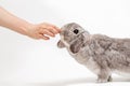 A woman feeds a lop-eared gray rabbit. White background, side view. Hand and animal close-up. The end of pet feeding and treatment