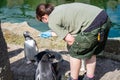 The woman feeds penguins.The gentoo penguin Pygoscelis papua is a penguin species in the genus Pygoscelis