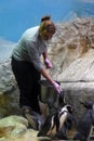 A woman feeds penguins in Moscow zoo