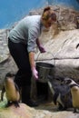 A woman feeds penguins in Moscow zoo