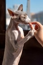 Woman feeds pet Canadian sphinx cat feline dry food against window.