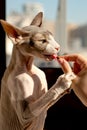 Woman feeds pet Canadian sphinx cat feline dry food.