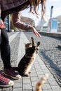 A woman feeds and plays with kittens on the embankment.