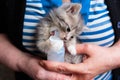 a woman feeds a small kitten