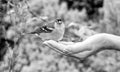 A woman feeds sparrow from the palm of her hand. A bird sits on a woman's hand and eats seeds. Caring for animals