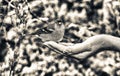 A woman feeds sparrow from the palm of her hand. A bird sits on a woman's hand and eats seeds. Caring for animals