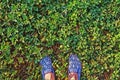 Woman feet on green grass top view digital illustration. Summer lawn walk. Sunny day outdoor poster.