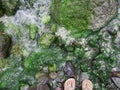 Woman feet on green stone background. Mossy stone in river texture top view photo. Royalty Free Stock Photo