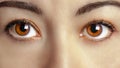 Woman Female Brown Eyes Eye Gaze Closeup Royalty Free Stock Photo