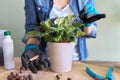 Woman fertilizes flowering saintpaulia in pot with mineral fertilizer in sticks at home
