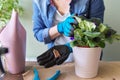 Woman fertilizes flowering saintpaulia in pot with mineral fertilizer in sticks at home