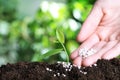 Woman fertilizing plant in soil against blurred background, closeup with space for text