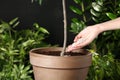 Woman fertilizing pot plant on blurred background. Gardening time