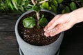 Woman fertilizing pot plant on wooden table. Gardening time