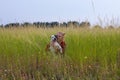 a woman in a field with her beloved pet on a walk.