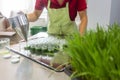 Woman filling wheatgrass smoothie in glasses Royalty Free Stock Photo