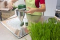 Woman filling wheatgrass smoothie in glasses Royalty Free Stock Photo