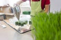 Woman filling wheatgrass smoothie in glasses Royalty Free Stock Photo