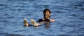 A woman floating in the salty water of the dead sea.