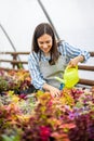 Woman florist in apron water flowers plantation use watering can smiling enjoying plants cultivation Royalty Free Stock Photo