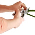 Woman florist cuts monstera albo plant with garden scissors, isolated s Royalty Free Stock Photo