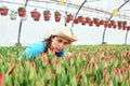 Woman florist in a greenhouse inspects growing tulips