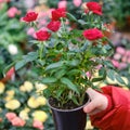 Woman florist hands with red roses in flower pot in greenhouse shop Royalty Free Stock Photo