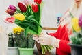 Woman florist makes bouquet of fresh tulips. Hands hold spring flowers. Royalty Free Stock Photo