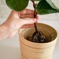 A woman florist planting ficus lyrata bambino plant in a flower pot. Fem Royalty Free Stock Photo