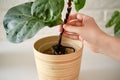 A woman florist planting ficus lyrata bambino plant in a flower pot. Fem Royalty Free Stock Photo