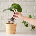 A woman florist planting ficus lyrata bambino plant in a flower pot. Pla Royalty Free Stock Photo