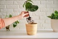 A woman florist planting ficus lyrata bambino plant in a flower pot. Pla Royalty Free Stock Photo