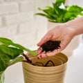 A woman florist pours soil for planting plants ficus lyrata bambino in a Royalty Free Stock Photo