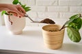 A woman florist pours soil for planting plants ficus lyrata bambino in a Royalty Free Stock Photo