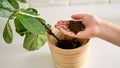 A woman florist pours soil for planting plants ficus lyrata bambino in a Royalty Free Stock Photo