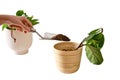 A woman florist pours soil for planting plants ficus lyrata bambino in a Royalty Free Stock Photo