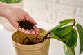 A woman florist pours soil for planting plants ficus lyrata bambino in a Royalty Free Stock Photo