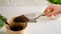 A woman florist pours soil for planting plants ficus lyrata bambino in a Royalty Free Stock Photo