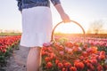 Woman with flowers in the basket on tulip field in spring Royalty Free Stock Photo