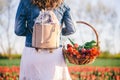 Woman with flowers in the basket on tulip field in spring Royalty Free Stock Photo