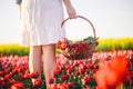 Woman with flowers in the basket on tulip field in spring Royalty Free Stock Photo