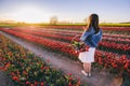 Woman with flowers in the basket on tulip field in spring Royalty Free Stock Photo