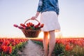 Woman with flowers in the basket on tulip field in spring Royalty Free Stock Photo