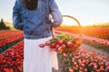 Woman with flowers in the basket on tulip field in spring Royalty Free Stock Photo