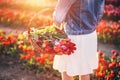 Woman with flowers in the basket on tulip field in spring Royalty Free Stock Photo