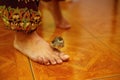 Woman foot and small bird in interier Royalty Free Stock Photo