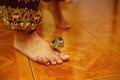 Woman foot and small bird in interier