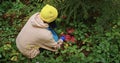 Woman foraging for berries in lush green forest, wearing yellow beanie, focus on sustainable living and nature