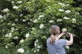 Rear View Of Woman Foraging For And Cutting Wild Elderflower From Bush With Secateurs And Putting In Basket